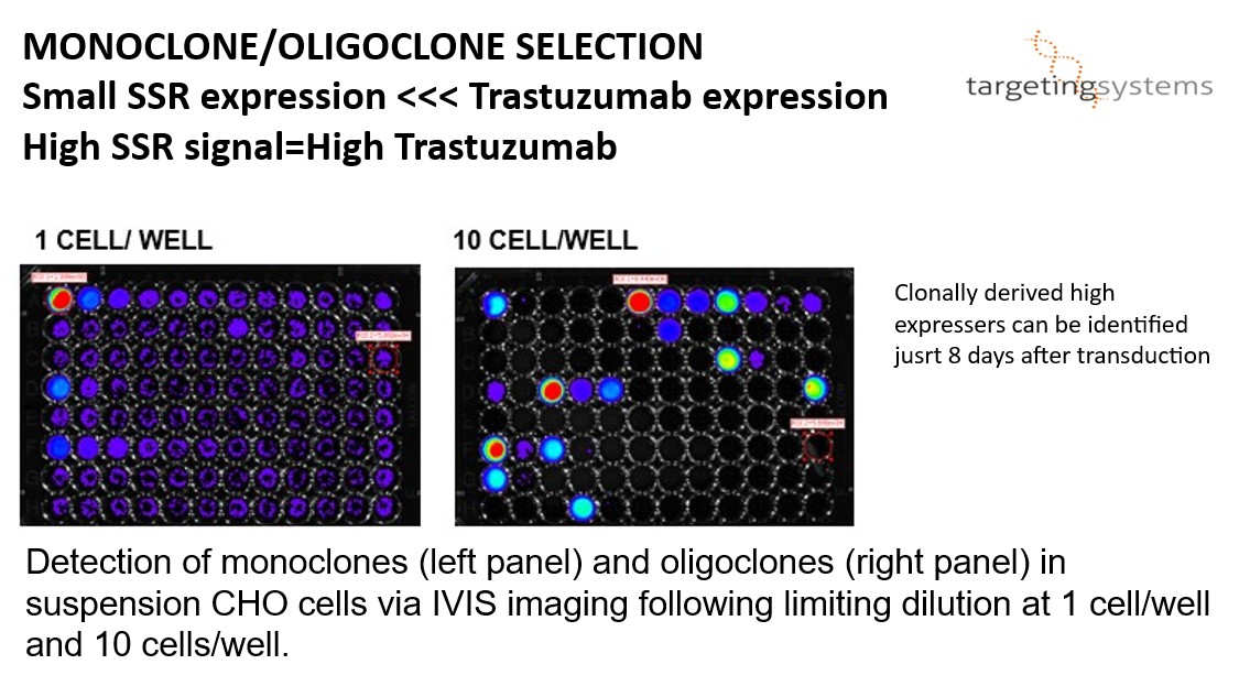 Monoclone and Oligoclone Selection