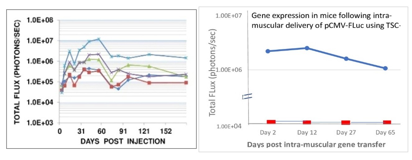 Sustained Expression in Mouse Models