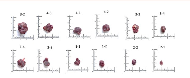 Excised HCC Tumors Day 28