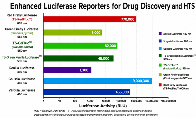 Enhanced luciferase reporters for drug discovery and HTS