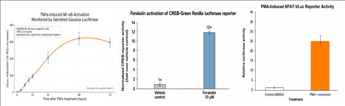 NF-kappa B-Gluc activation kinetics graph