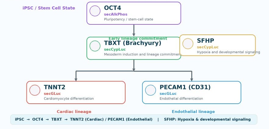 Stem Cell Fate & Lineage Tracking Reporters Roadmap
